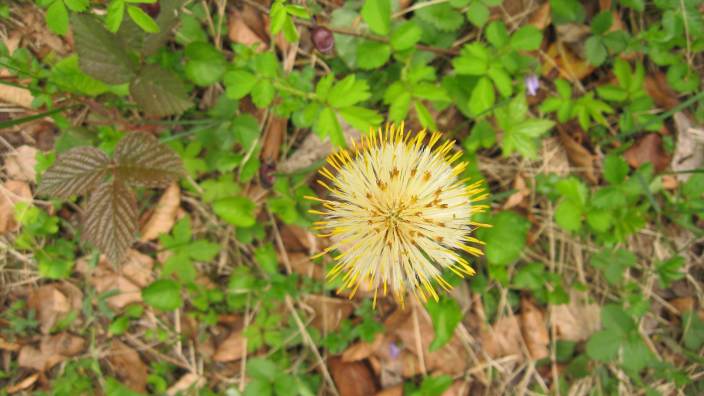 fiore 11 monte lama piacenza - cfr. Tussilago farfara
