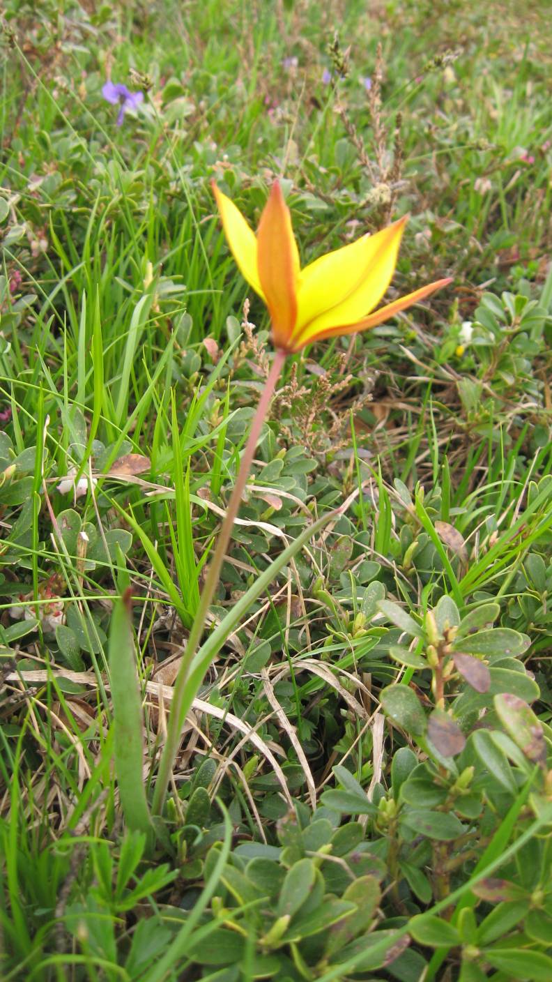 Tulipa australis , monte lama piacenza