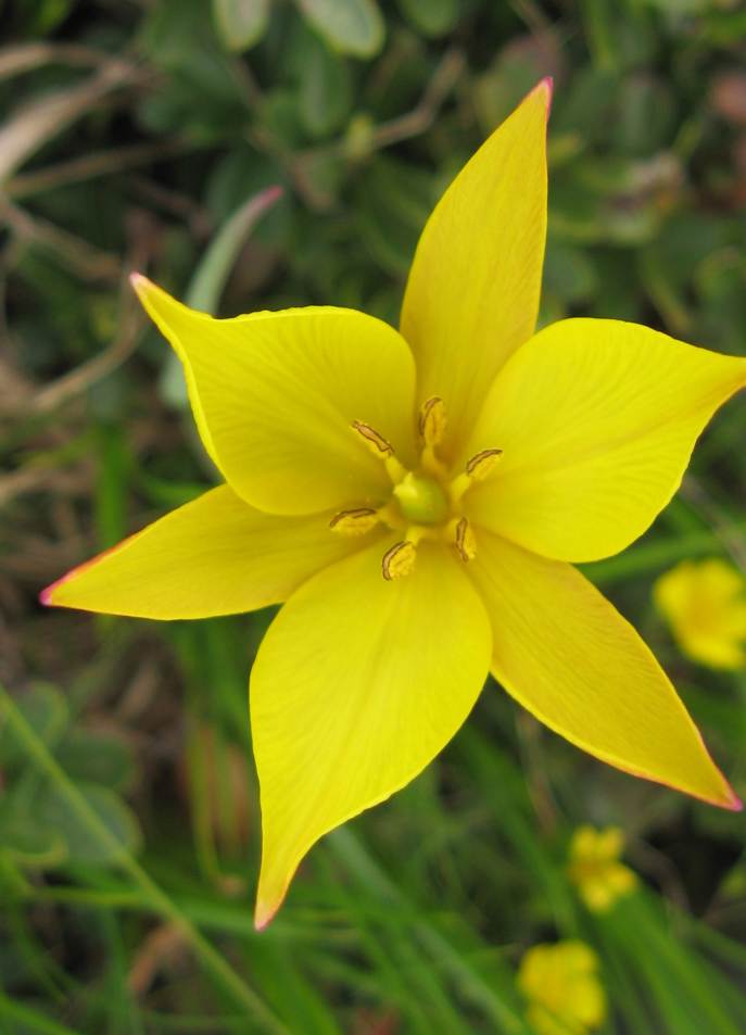 Tulipa australis , monte lama piacenza
