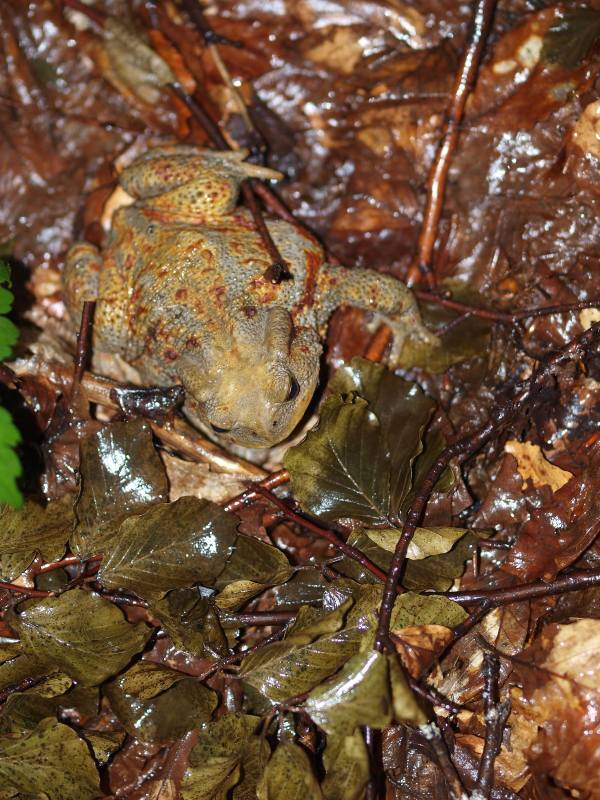 rospo dal Monte Ragola , App. piacentino - Bufo bufo