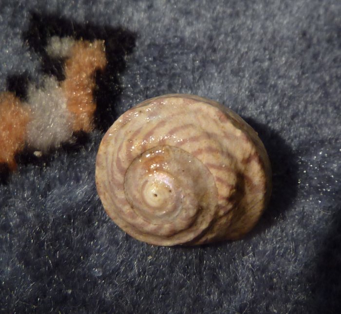 Gibbula...