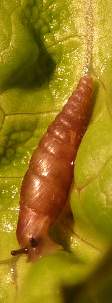 Cochlodina comensis lucensis nel piacentino