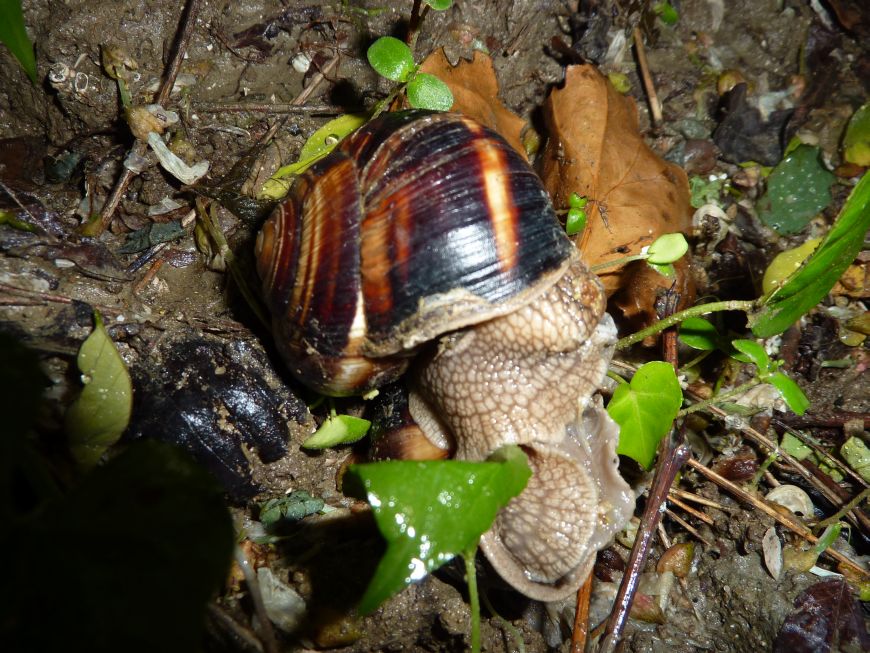 lumaca ripiena (Helix lucorum)