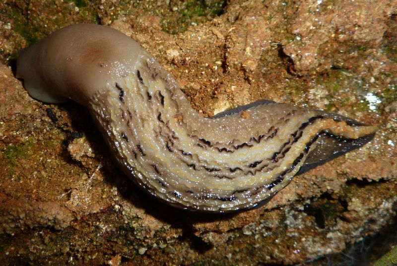 Limax aldrovandi Moquin-Tandon 1855 sotto  l''acqua da Chiavenna Rocchetta (PC)