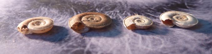 Planorbis planorbis e P. carinatus