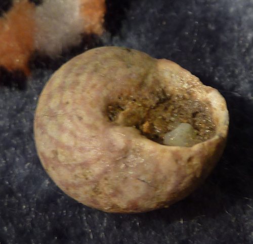 Gibbula...