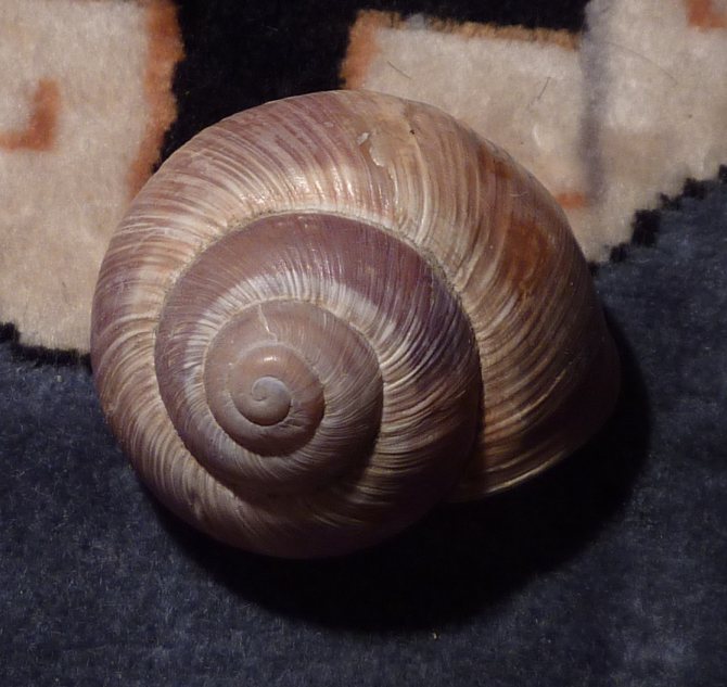 lumaca ripiena (Helix lucorum)