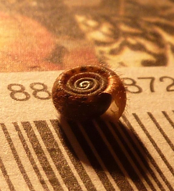 sotto un sasso: Helicodonta obvoluta giovane