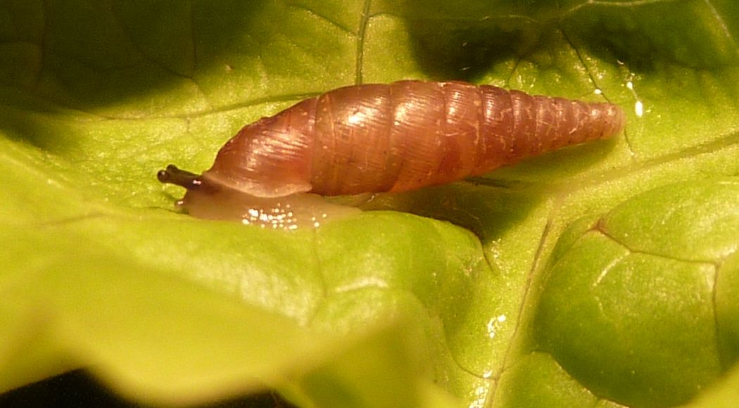 Cochlodina comensis lucensis nel piacentino