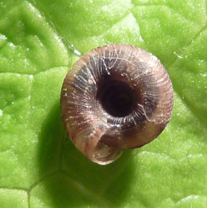 sotto un sasso un Discus rotundatus