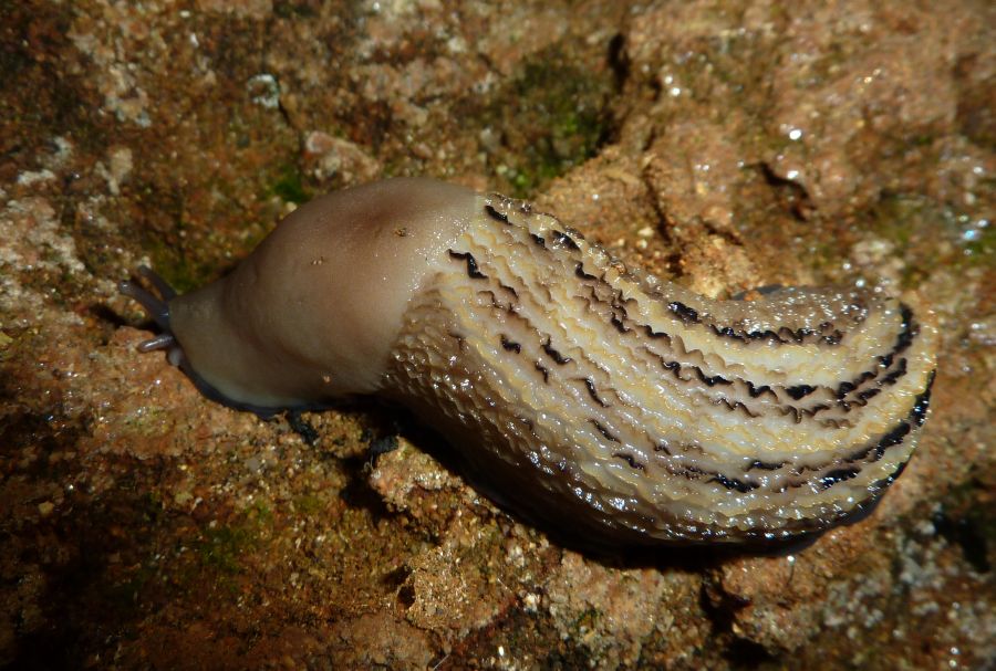 Limax aldrovandi Moquin-Tandon 1855 sotto  l''acqua da Chiavenna Rocchetta (PC)