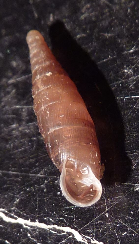 Cochlodina comensis lucensis nel piacentino