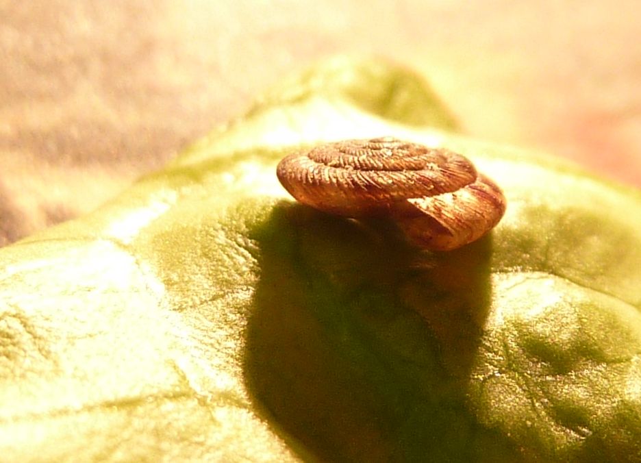 sotto un sasso un Discus rotundatus