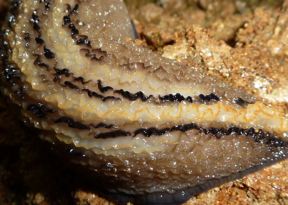 Limax aldrovandi Moquin-Tandon 1855 sotto  l''acqua da Chiavenna Rocchetta (PC)