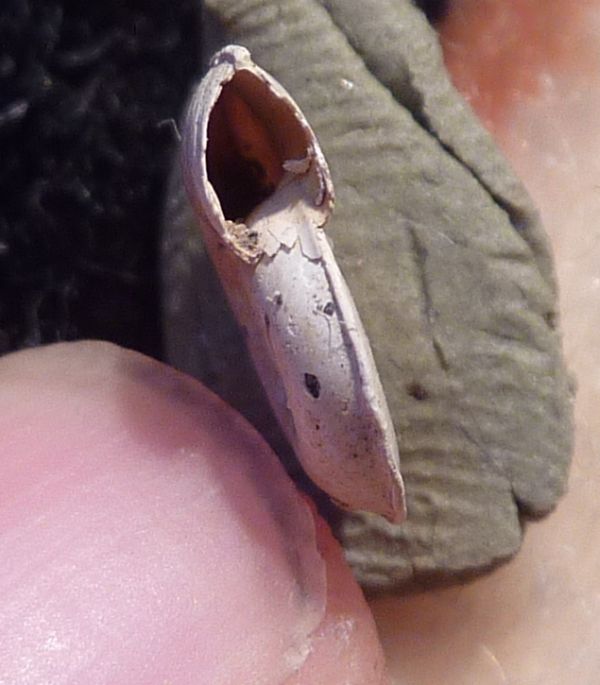 Planorbis planorbis e P. carinatus