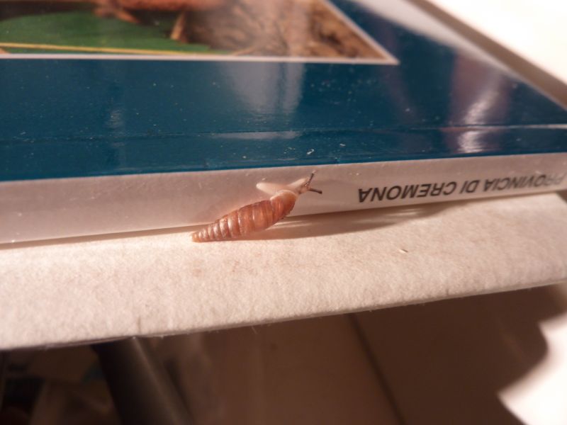 Cochlodina comensis lucensis nel piacentino