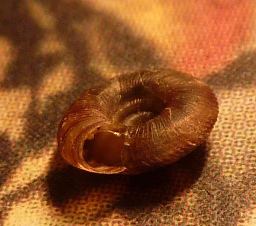 sotto un sasso un Discus rotundatus