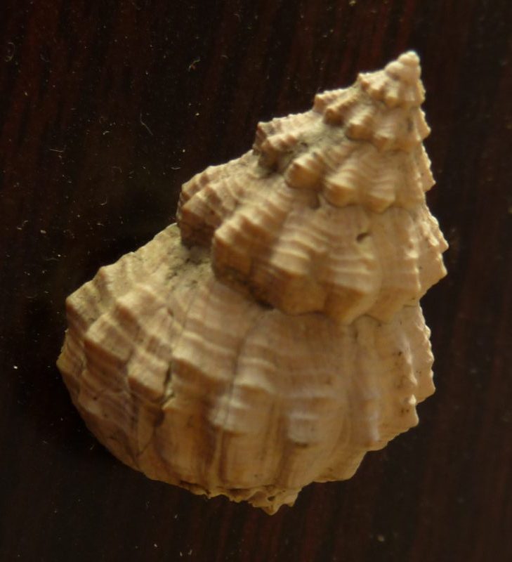 Pisanianura inflata (Brocchi, 1814)
