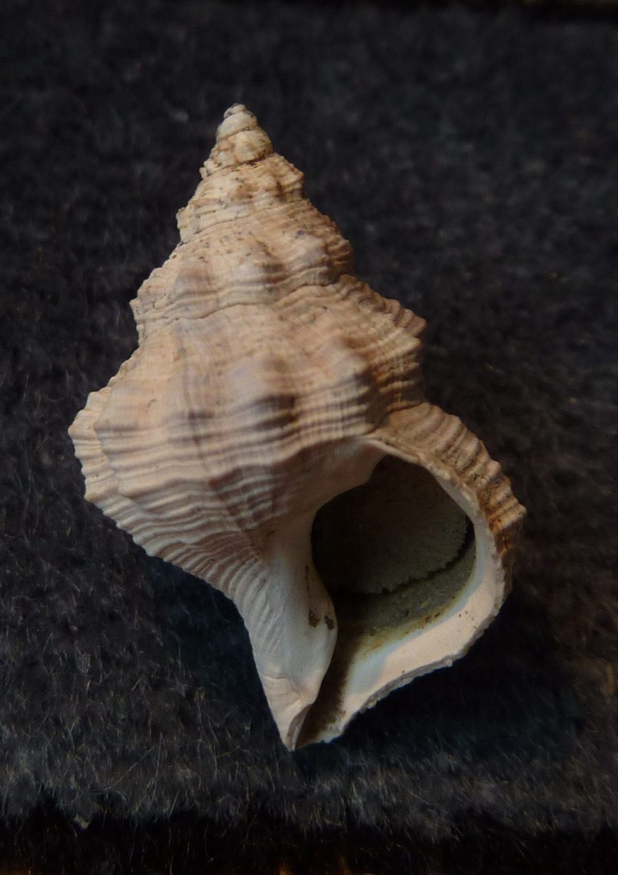Pisanianura inflata (Brocchi, 1814)