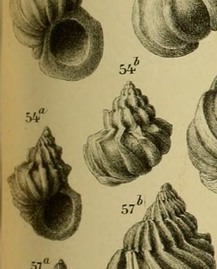 Turbo retusus(Brocchi) o Sthenorytis var. acutispina (Sacco)