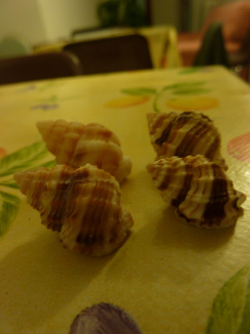 Cancellaria cancellata?