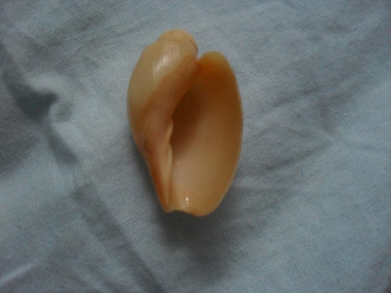 conchiglia da determinare