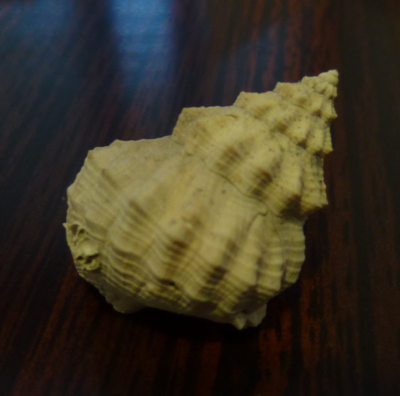 Pisanianura inflata (Brocchi, 1814)