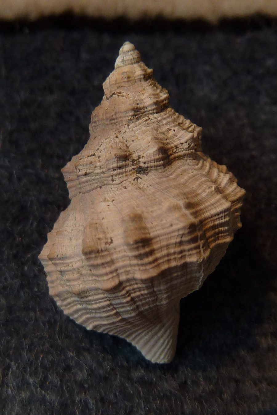 Pisanianura inflata (Brocchi, 1814)