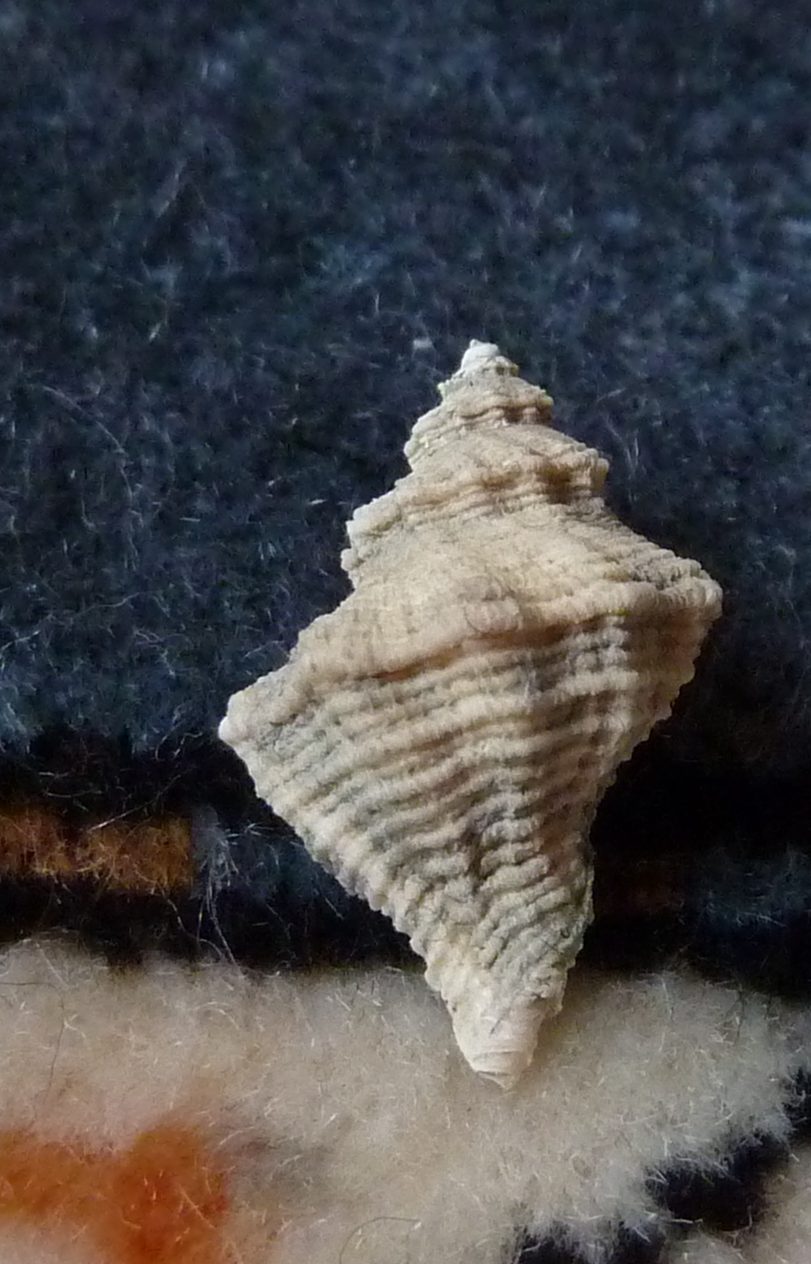 Coralliophila?