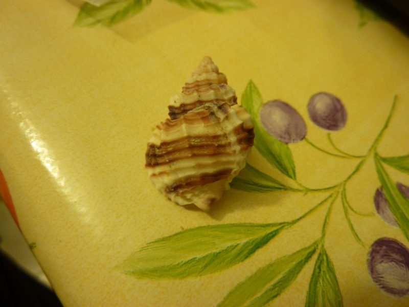 Cancellaria cancellata?