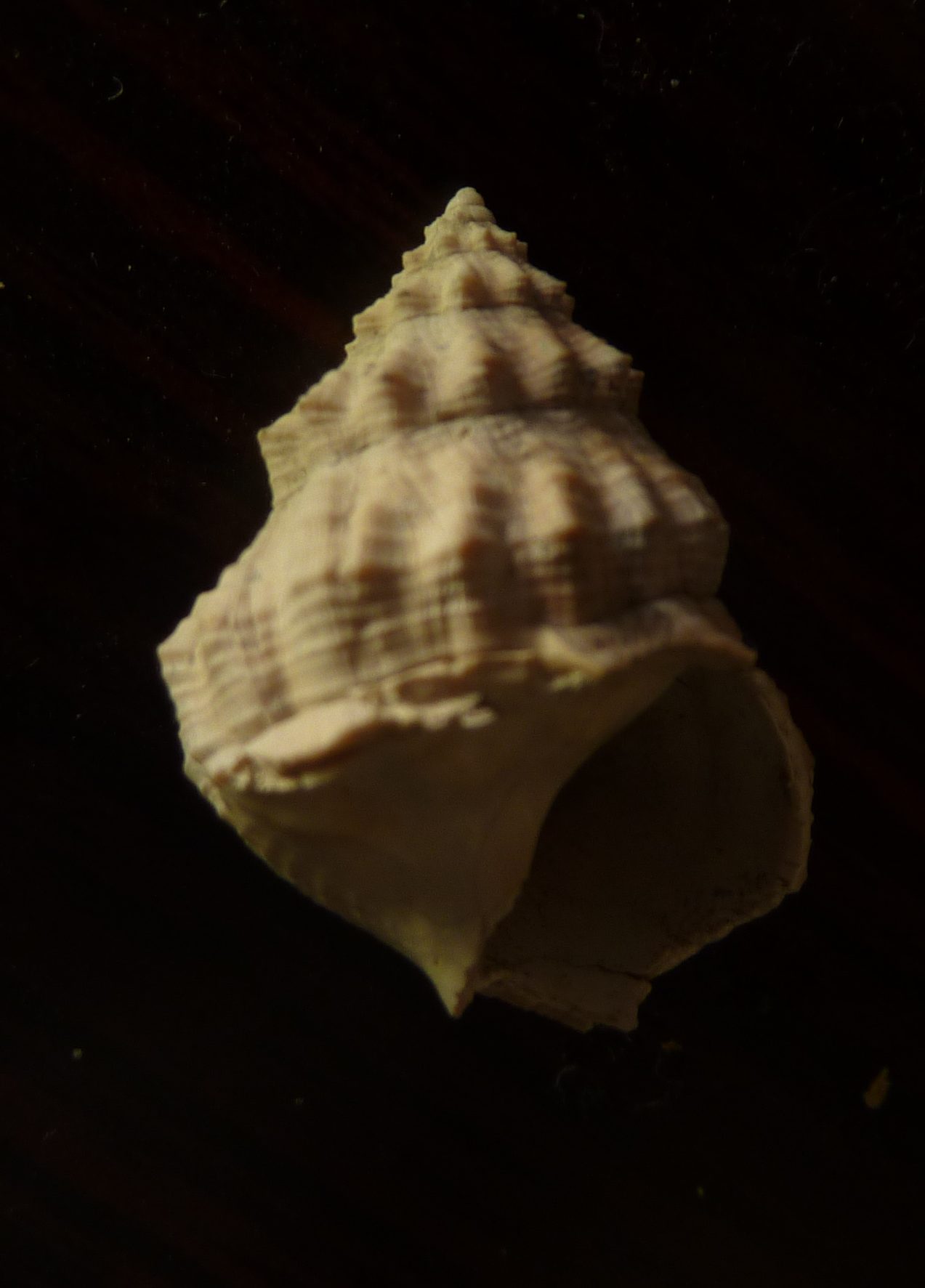Pisanianura inflata (Brocchi, 1814)