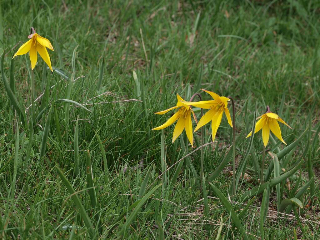 Tulipa australis , monte lama piacenza