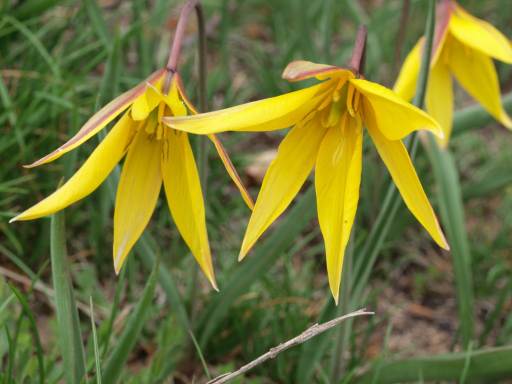 Tulipa australis , monte lama piacenza