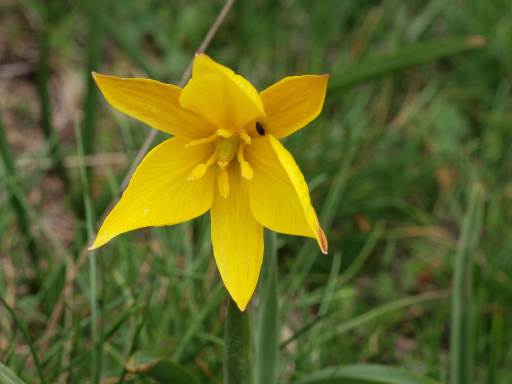 Tulipa australis , monte lama piacenza