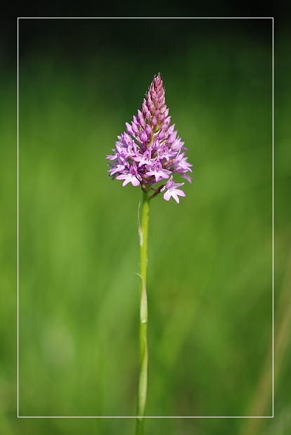 Orchidee Euganeo-Beriche 1