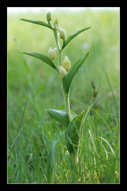 Orchidee Euganeo-Beriche 1