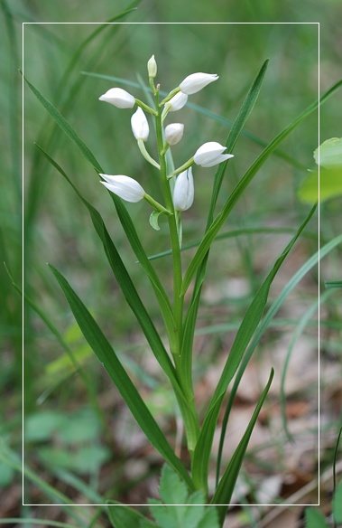 Orchidee Euganeo-Beriche 1