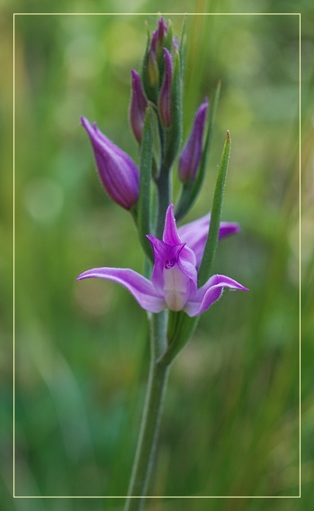 Orchidee Euganeo-Beriche 1