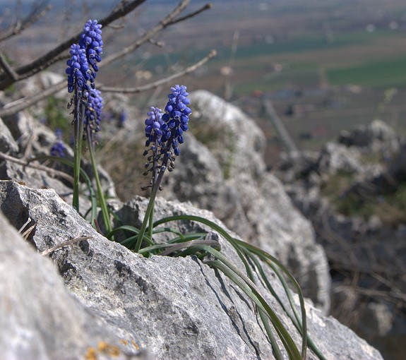 Erythronium dens-canis - Muscari botryoides subsp. longifolium - Scilla bifolia