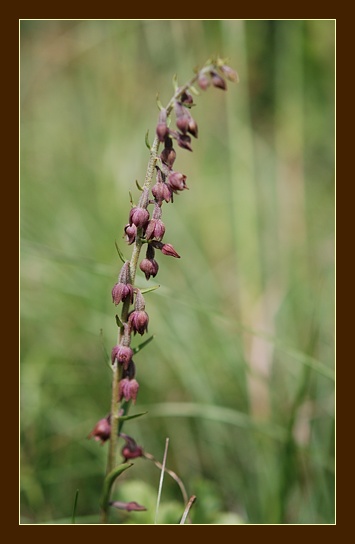 Orchidee Euganeo-Beriche 1