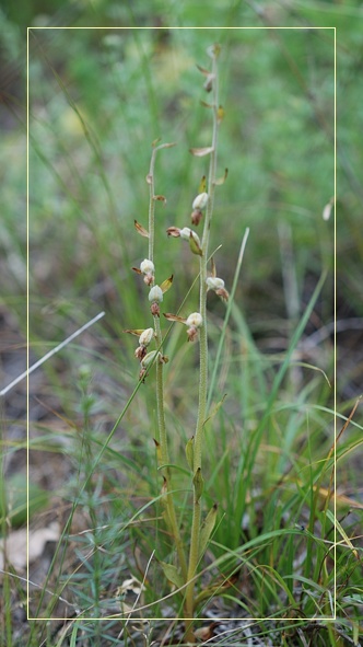 Orchidee Euganeo-Beriche 1