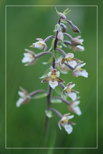 Orchidee Euganeo-Beriche 1