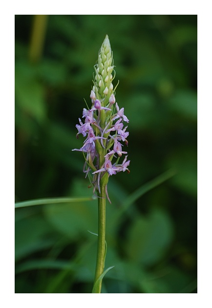 Orchidee Euganeo-Beriche 1