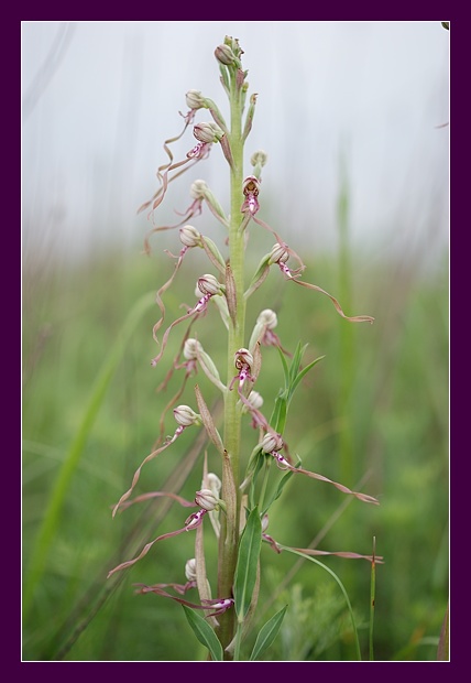 Orchidee Euganeo-Beriche 1