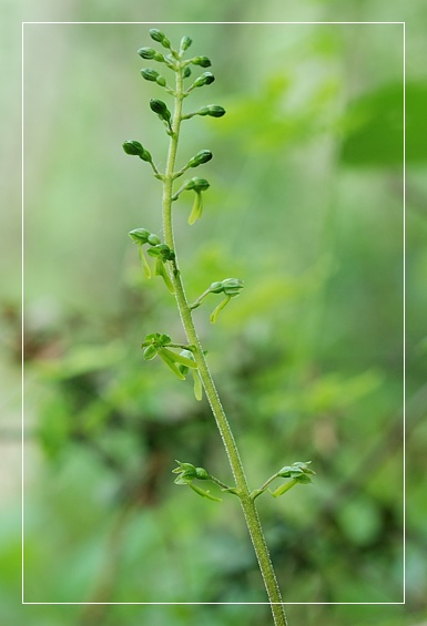 Orchidee Euganeo-Beriche 1