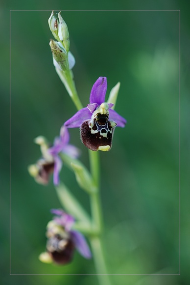 Orchidee Euganeo-Beriche 1