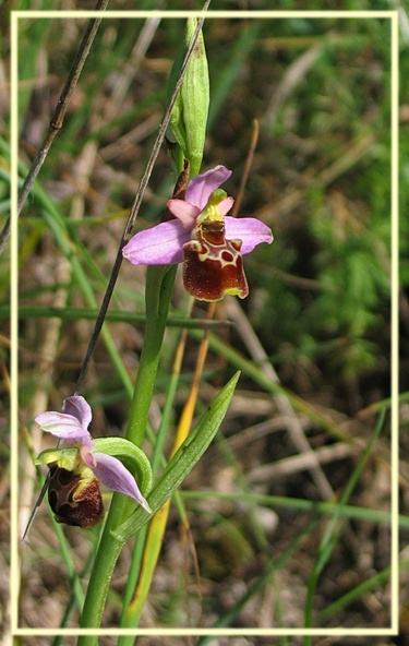 Orchidee Euganeo-Beriche 1