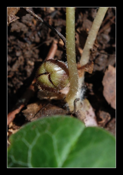 Asarum europaeum L.  /  Baccaro