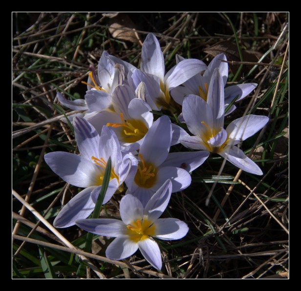 Crocus biflorus / Zafferano selvatico