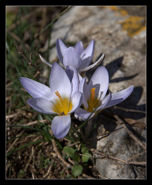 Crocus biflorus / Zafferano selvatico